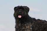 BOUVIER DES FLANDRES 218